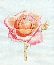 Aquarell Rosenblüte