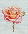 Aquarell Rose - A. Hertel